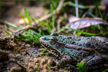 On the sandy shore on the green grass sits a frog