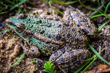 A small frog among grass and shrubs