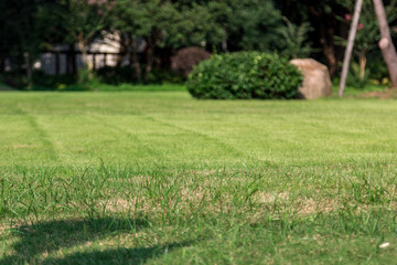 green lawn and garden