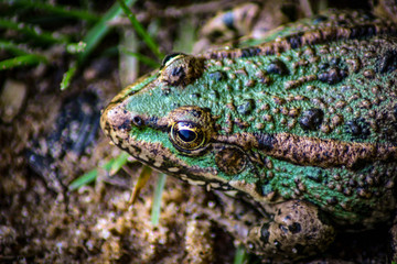 Frog on the background of grass, shrubs