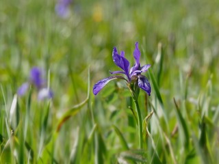 Schwertlilie am Chiemsee