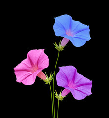Multicolored flowers isolated on a black background