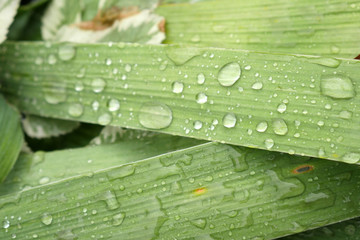 Water drops on green leaf, drops after rain 