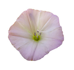 Flower of loach isolated on white background