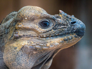 Iguane