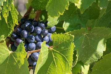 Ripe grapes brunch ready for harvest, healthy fruit close-up background with copy space for text