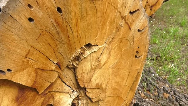Old common oak (Quercus robur L.) sawn end with expressed annual rings. Sawn sick old oak.