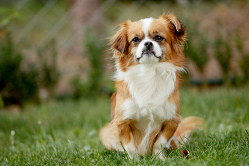 Cute and funny red light pekingese dog in autumn park playing with leaves and joyful. Best human...