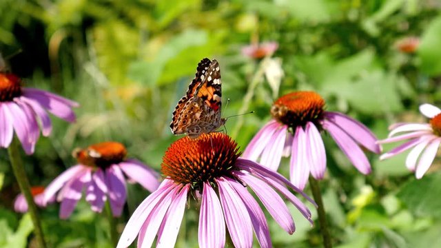 Close up butterfly on Echinacea flower. Nature background