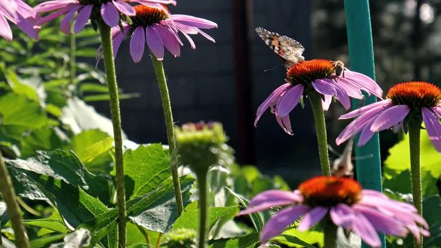 Butterfly sitting on Echinacea flower at the garden. Summer time. Spring. 
