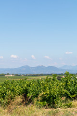 Dentelles de Montmirail chain of mountains and vineyards in wine region Provence in Vaucluse, France