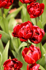 red tulips in the garden of Netherland I