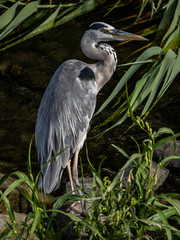 Eastern gray heron in Sasebo River 4