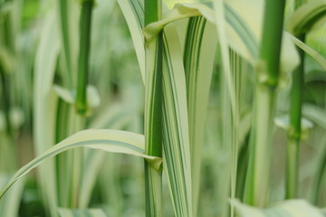 Obraz premium PLANTA DE JUNCOS ASIATICOS FRONDOSOS Y VERDES, hojas, close-up, césped, verde, naturaleza, primavera, campa, verano, macro, fresco, dehesa, hierba, brillante
