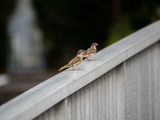 Pair of Eurasian tree sparrows on a bridge railing