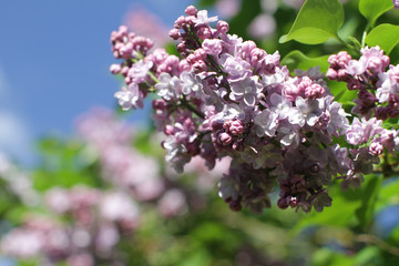 Fototapeta na wymiar closeup of purple Syringa vulgaris for beautiful gardening, floral outdoor