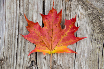 Red maple leaf on vintage wood