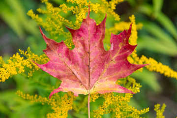 Red maple leaf on yellow flowers