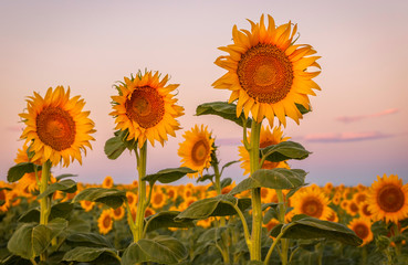 Sunflower Field at Sunrise
