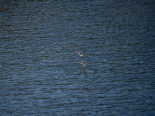 pair of common sandpipers in flight over Saza River