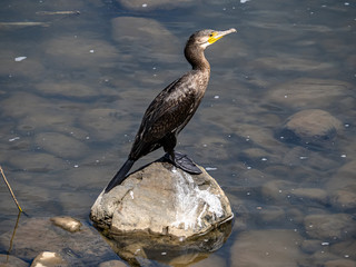 Japanese Temminck's cormorant on rock in Saza River 5