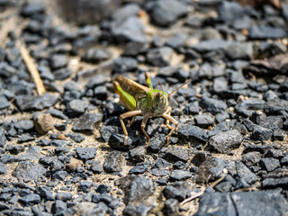 Japanese migratory locust on a paved path 2