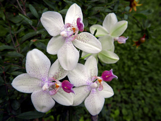 ramo di orchidee bianche contro il prato