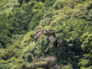 Western Osprey flying over Saza River 2
