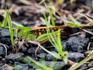 Japanese migratory locust on a paved path 3