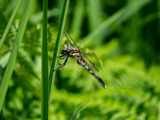 female whitetailed skimmer on a reed 2