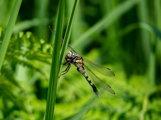 female whitetailed skimmer on a reed 3
