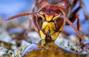 Portrait of a European Hornet while drinking. Concept protected insects.