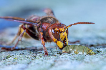 Portrait of a European Hornet while drinking. Concept protected insects.