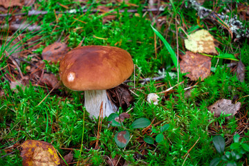 Boletus in a forest, natural