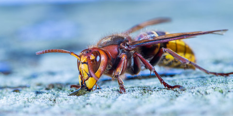 Portrait of a European Hornet while drinking. Concept protected insects.