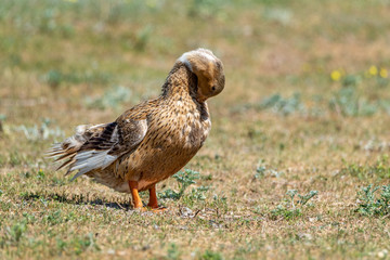 Naklejka na ściany i meble Domestic duck on the field in summer cleans feathers.