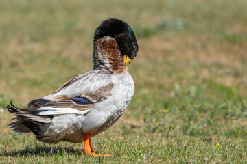 Domestic duck on a summer field close-up.
