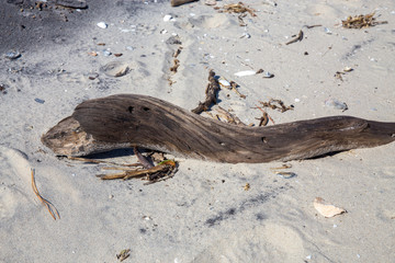 drift wood on the beach at flag ponds nature park along the shore of the chesapeake bay in Calvert County Southern Maryland USA