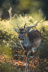 hirsch