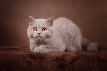 Edel - Britisch Kurzhaar Kitten vom Züchter