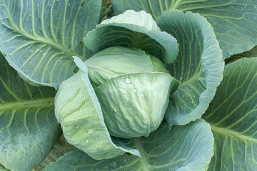 Obraz premium Green cabbage with open leaves in the garden, top view.