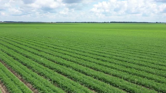 Green rows of carrot plants in an agricultural landscape.  Drone aerial view of carrots field, sunset moment
