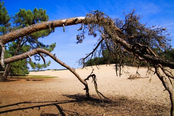View beyond dead dry tree branch on sand dune with scotch pine tree forest background against blue sky - Loonse und Drunense Duinen, Netherlands