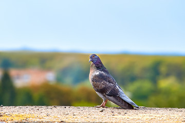Pigeons close-up on a combined background