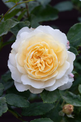 englische Rose in Creme-Weiß Emanuel