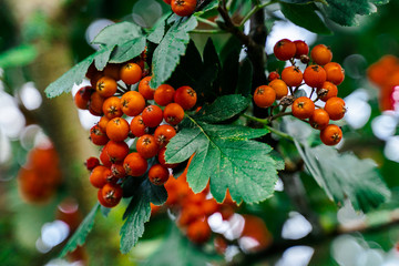 ripe rowan berries on the rowan tree branches. closeup on red rowan berry and green leaves in autumn garden. fall background. - obrazy, fototapety, plakaty