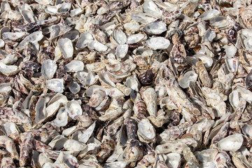 Thousands of empty shells of eaten oysters discarded on sea floor in Cancale, famous for oyster...