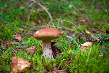 Boletus in a forest, natural