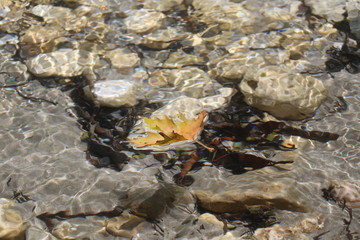 Leaf floating on river with crystal clear water