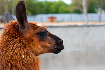 Cute orange lama with black eyes and ears profile on empty grey cement background. And sand and trees are seen far away. Alpaca, farm animal. horizontal with copy space.